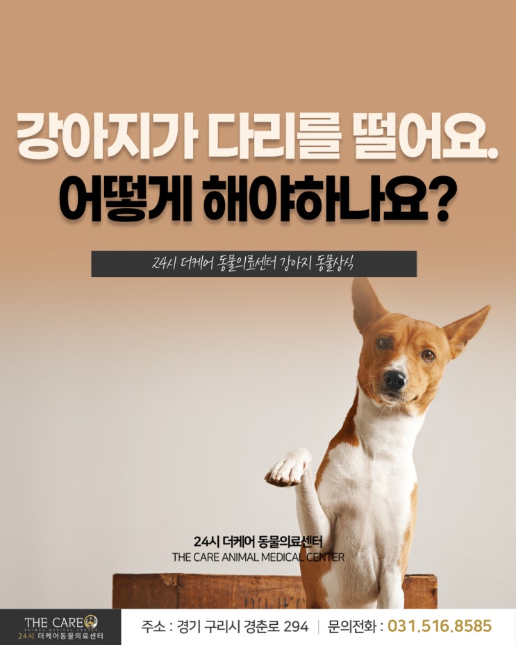  [24시더케어동물의료센터] 강아지가 다리를 떨어요. 어떻게 해야하나요?