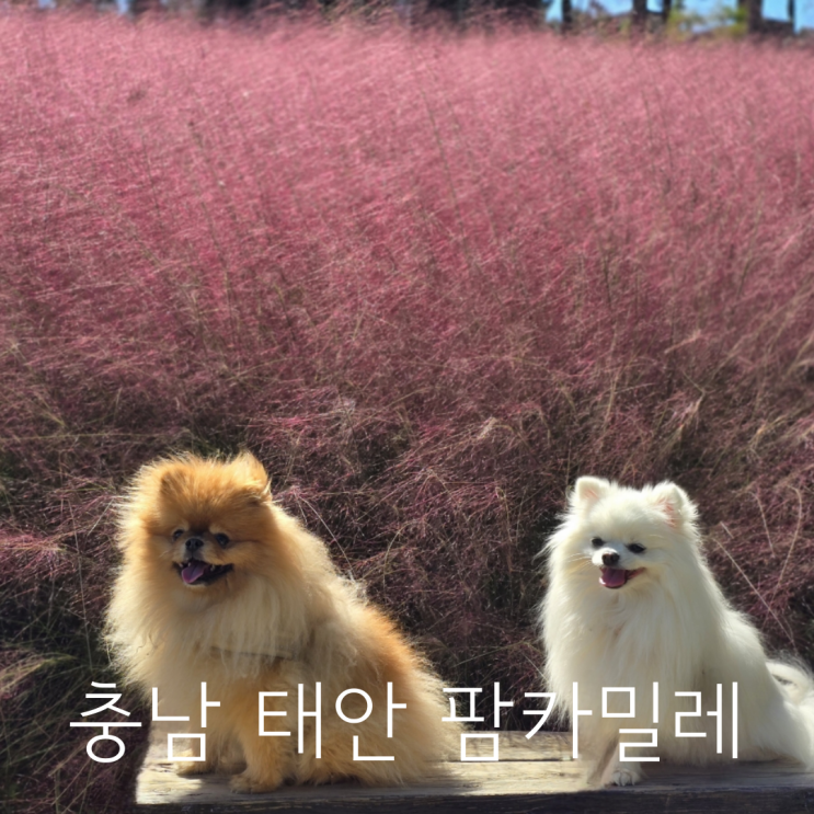  충남 태안 가을 핑크뮬리 허브농원 애견동반 여행지 팜카밀레