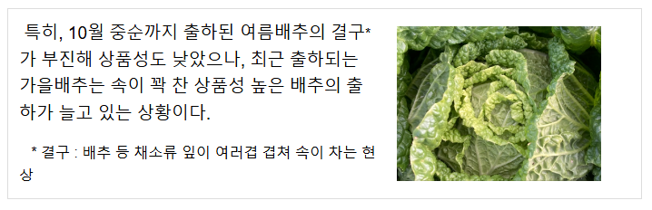배추 가격 하락세 뚜렷 배추 가격 하락세 뚜렷