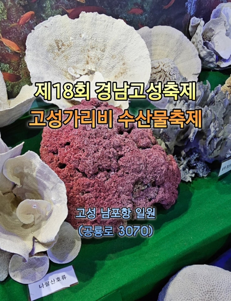 2024 경남고성축제 고성가리비 수산물축제 알려드림