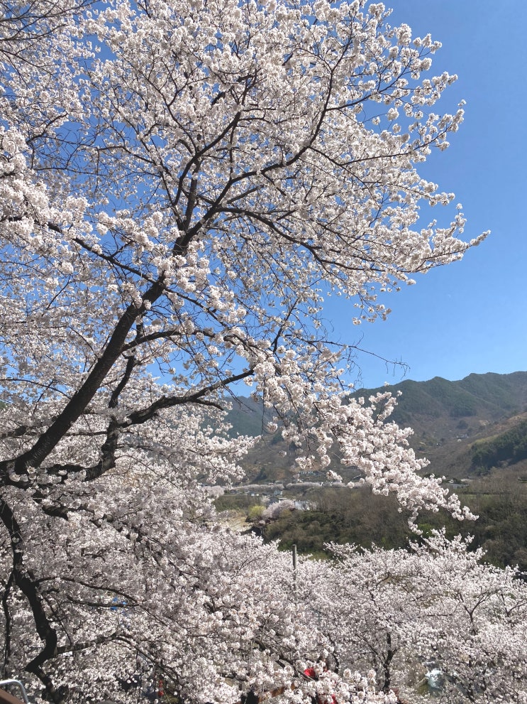  3월에 가면 좋은 하동 벚꽃추천 십리벚꽃길 삼성궁(feat. 광양 감성 숙소)