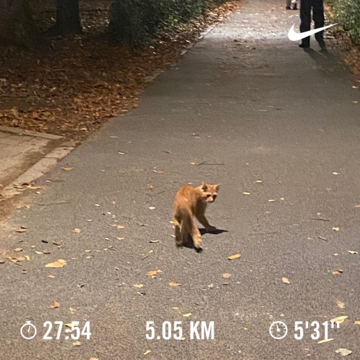  러닝로그_241025 입김런 5km