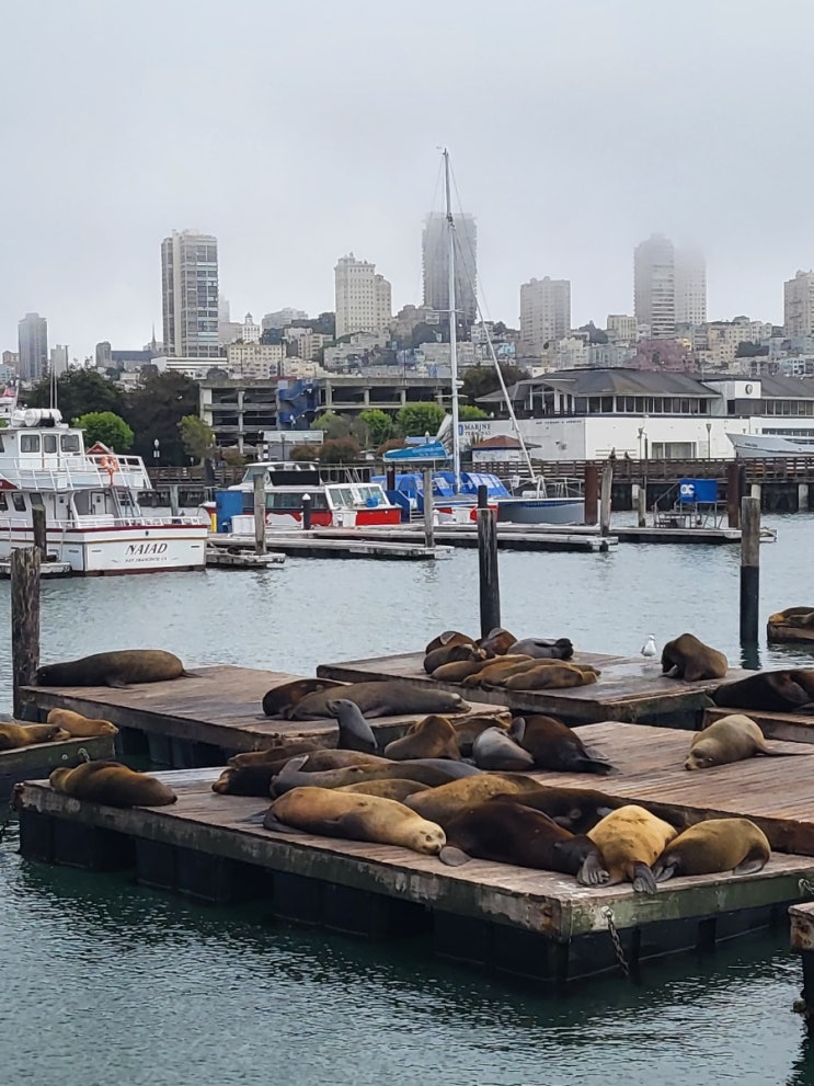  미국여행일지(3) 샌프란시스코 pier39 항구 San francisco