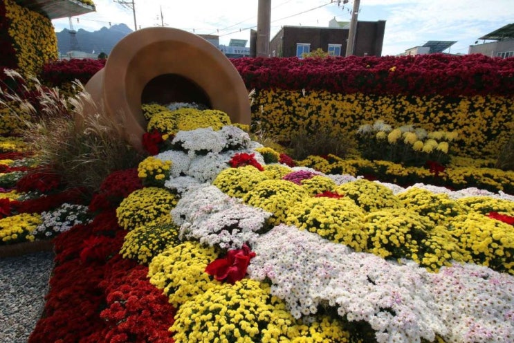  2024 월출산 국화축제, 전남 영암 국화축제 기본정보