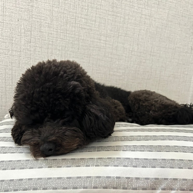 강아지 체했을때 증상 소화불량 대처 방법