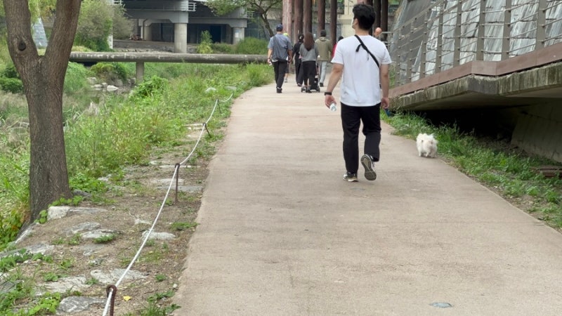 청계천 애견동반 반려견 산책로 안내 동대문구 진입로 가는길
