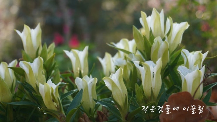  하얀색(흰색)꽃 종류 21가지