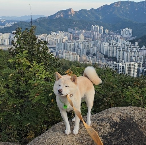  서울 강아지 등산 코스 추천, 안산자락길에서 산책하기