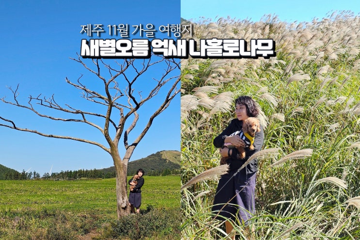  11월 나홀로 제주도 여행 새별오름 나무 제주 서쪽 억새 가을 여행지