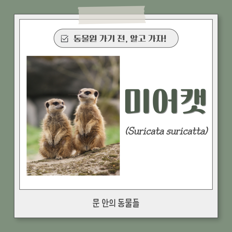  동물원 가기 전, 알고 가자!- 미어캣 (Suricata suricatta)