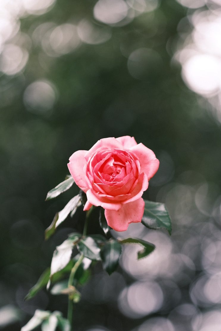  [사진] 가을 장미(후지필름 X-T4/XF90mm f2)