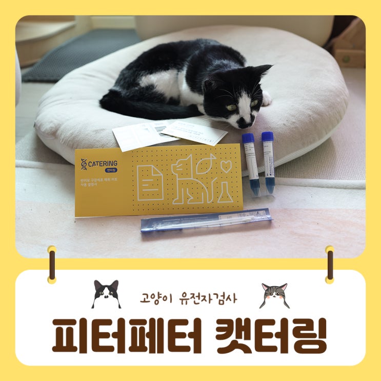  고양이 유전자 검사 피터페터 캣터링으로 집에서 쉽고간편하게
