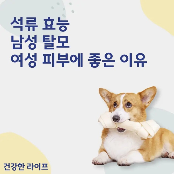  석류 효능, 남성 탈모 여성 피부에 좋은 이유