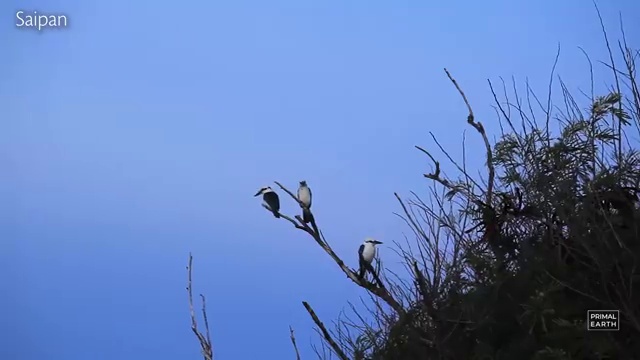  사주 명리학 분석가 , 한달 만에 명리심리상담사 취득방법