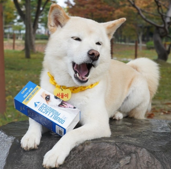  강아지 변비, 입냄새 한방에 끝! 강아지 고양이 유산균 추천