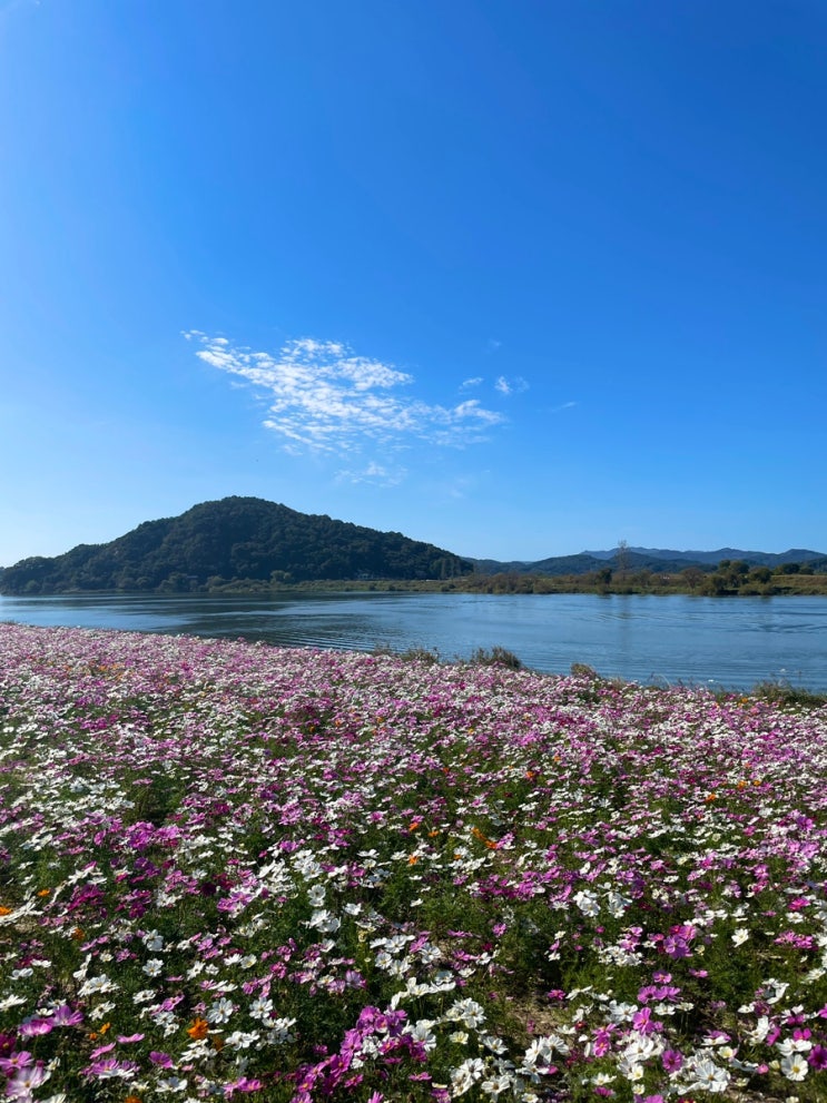  충남 부여 백마강 코스모스 개화상황 구드래나루터 가을 부여 꽃구경 나들이 고란사