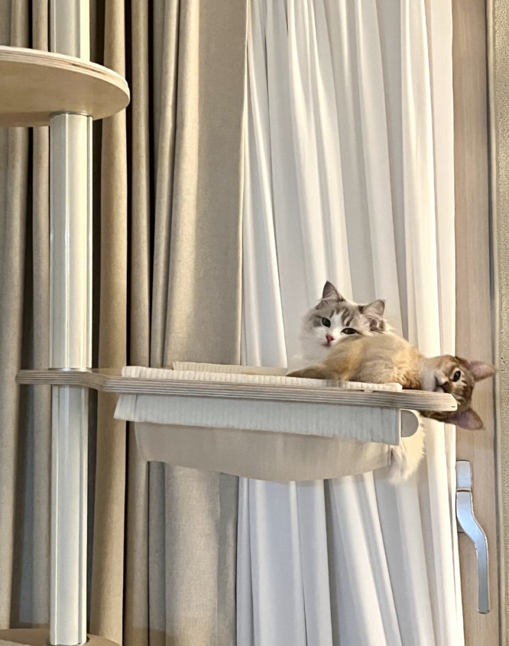  우리집 고양이 귀여운 순간들