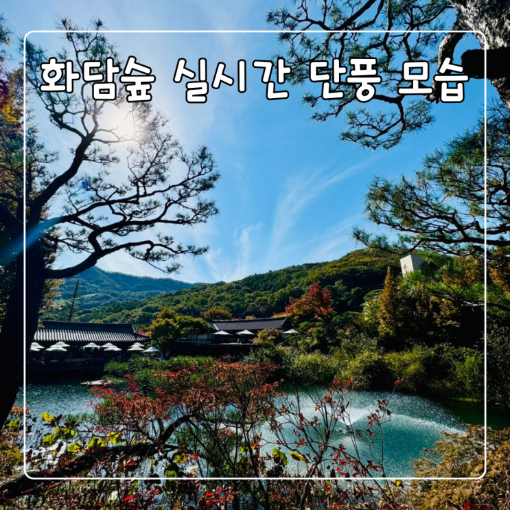  화담숲 실시간 단풍 모습과 소요시간 공유 241025