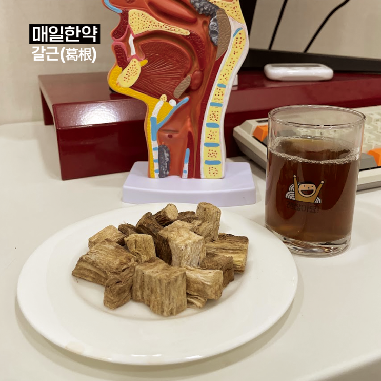 매일한약 : 갈근(葛根) 칡뿌리 축농증 목어깨 근육뭉침 매일한약 : 갈근(葛根) 칡뿌리 축농증 목어깨 근육뭉침