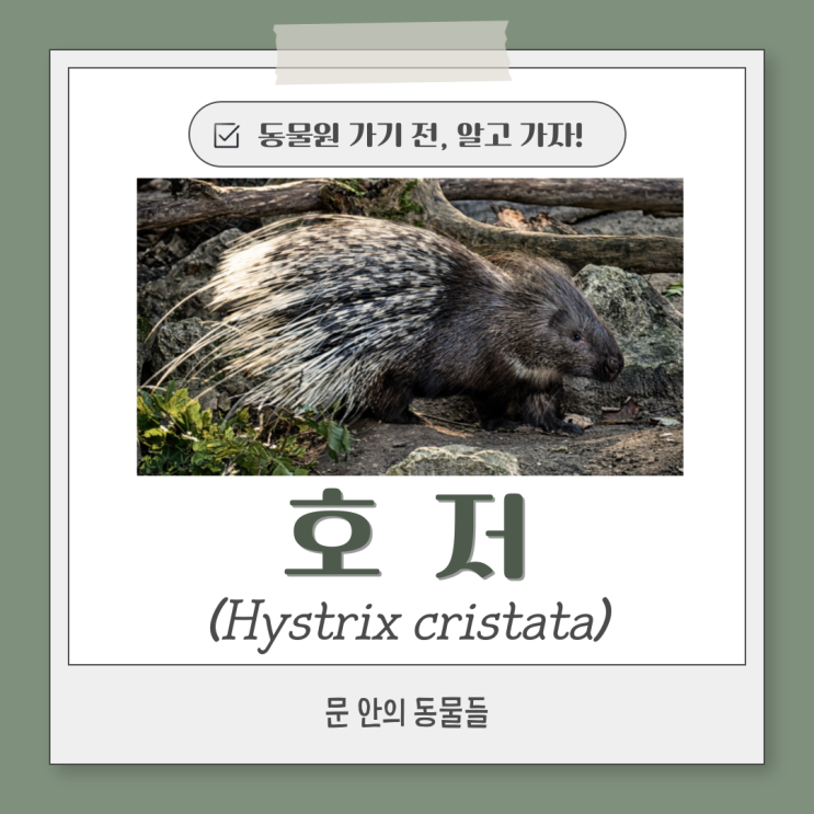  동물원 가기 전, 알고 가자! - 호저 (산미치광이, Hystrix cristata)