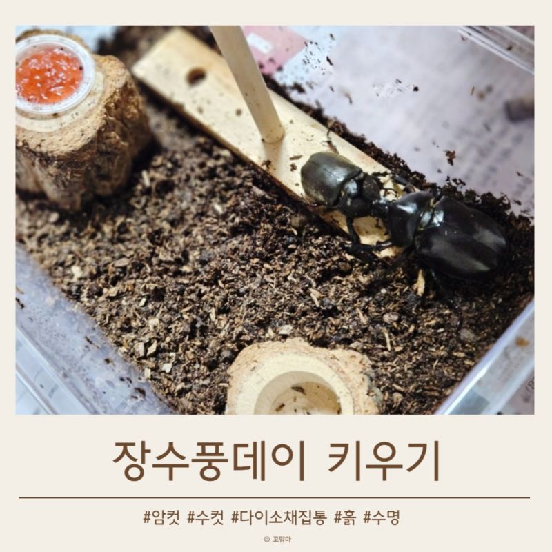 장수풍뎅이 다이소 채집통에 키우기 수컷 암컷 동거 시작
