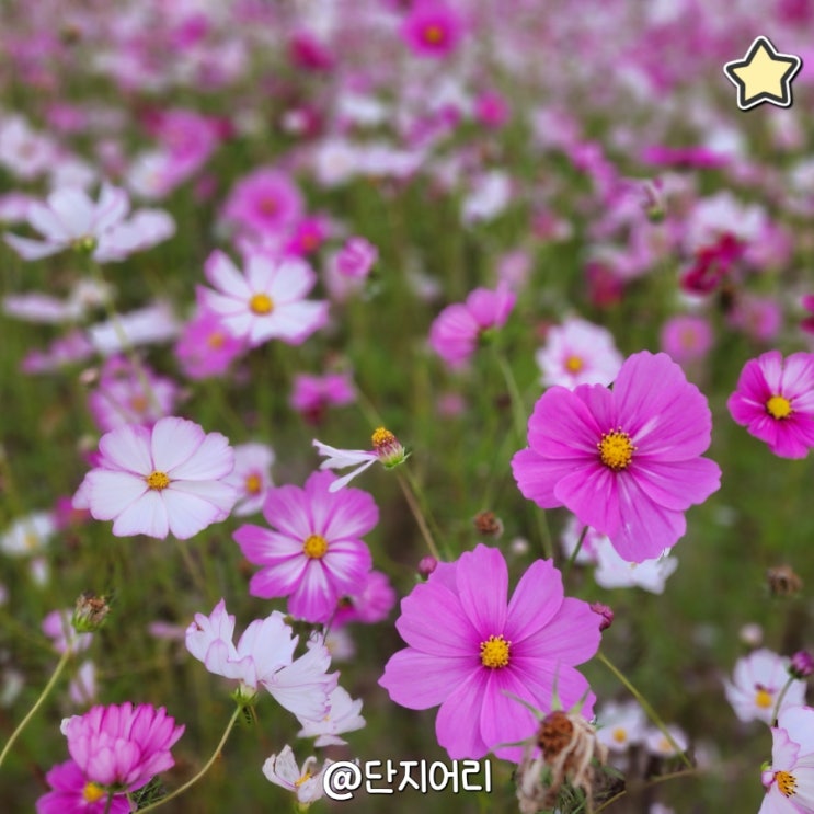 진라면/김밥/설렁탕/만두전골/메밀전병/마늘라면/리조또/코베아컨테이너스토브/부대찌개/주꾸미볶음/진천 농다리길/코스모스