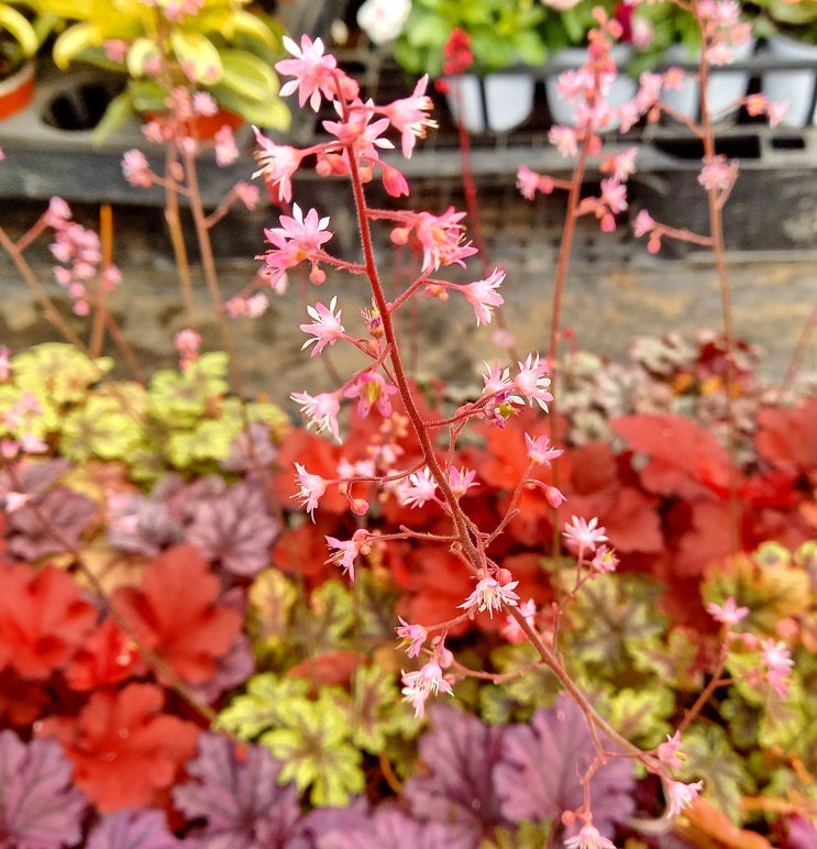  휴케라(Heuchera)키우기 이상이 생기는 원인 꽃피우는 방법