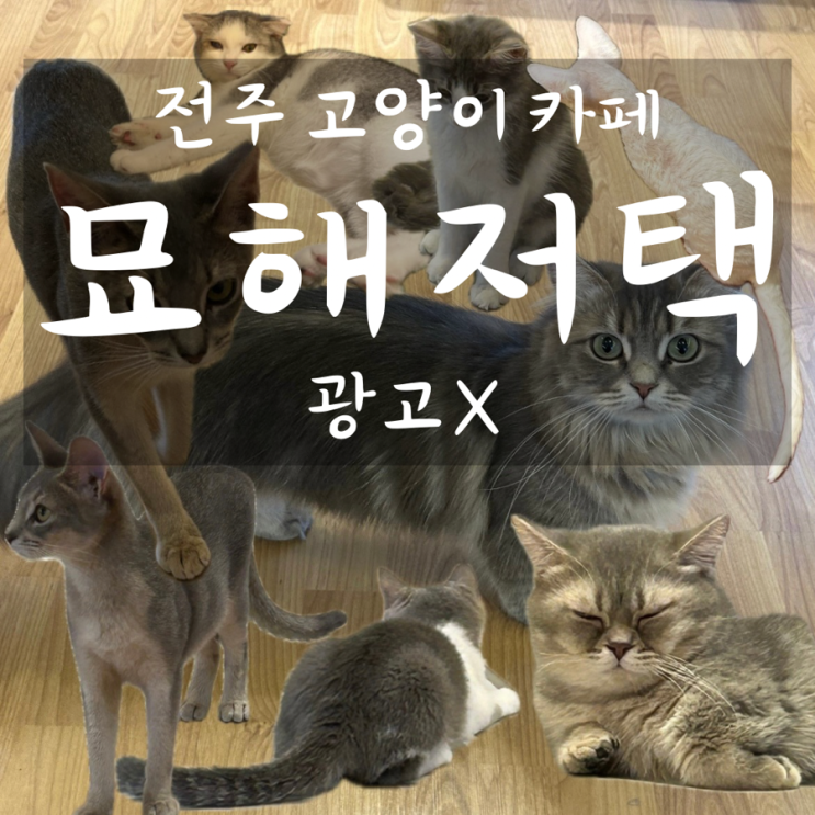  전주 고양이 카페 묘해저택 가오픈 방문 후기