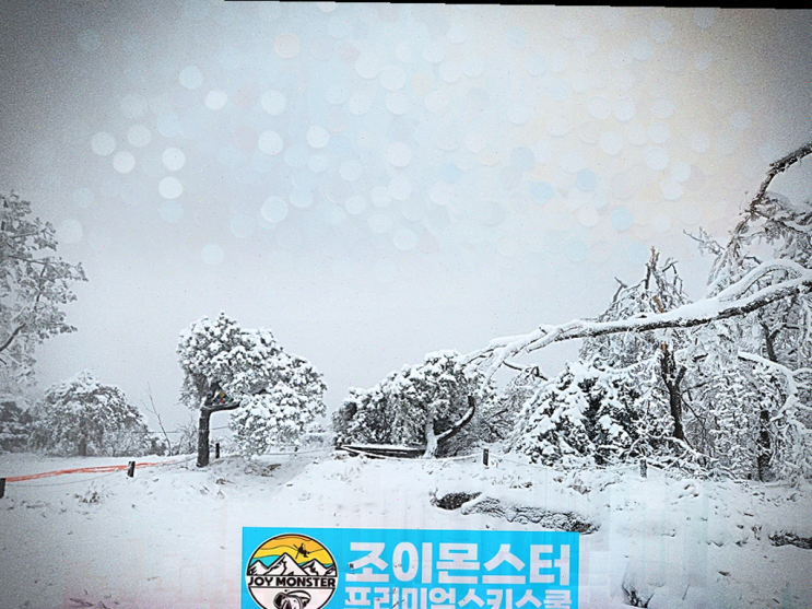  아이와 함께 휘닉스파크 조이몬스터에서 스키강습하고 즐거운 경험을 했어요!