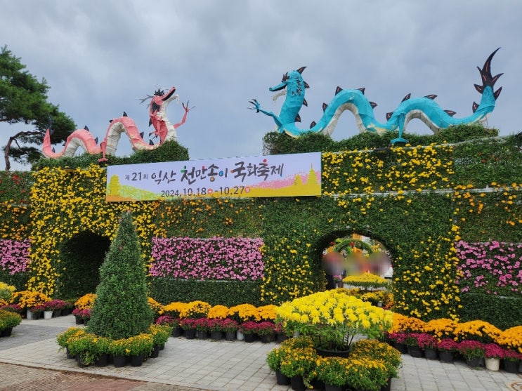  전북 익산 천만송이국화축제 후기 주차 정보 먹거리