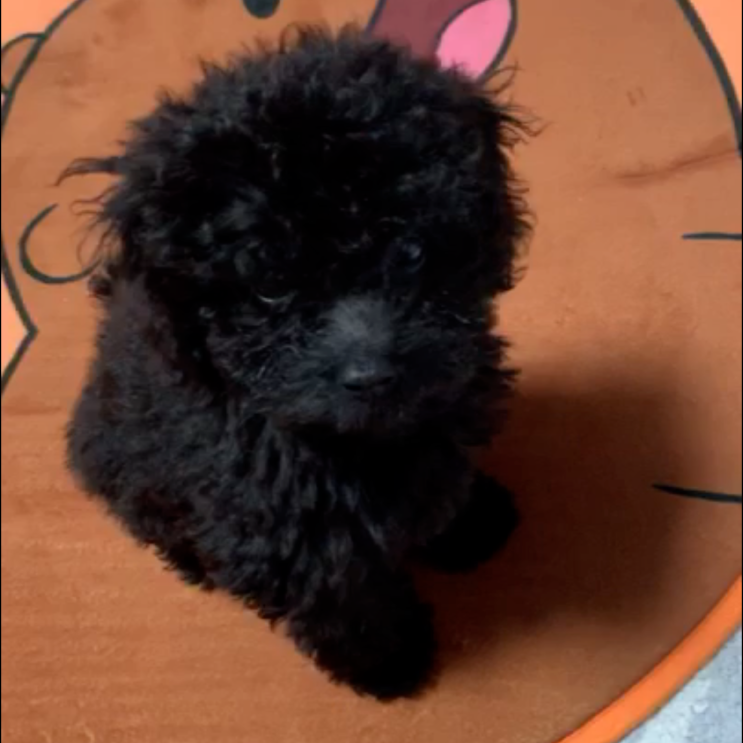  초보 견주 시절을 생각해 보면,