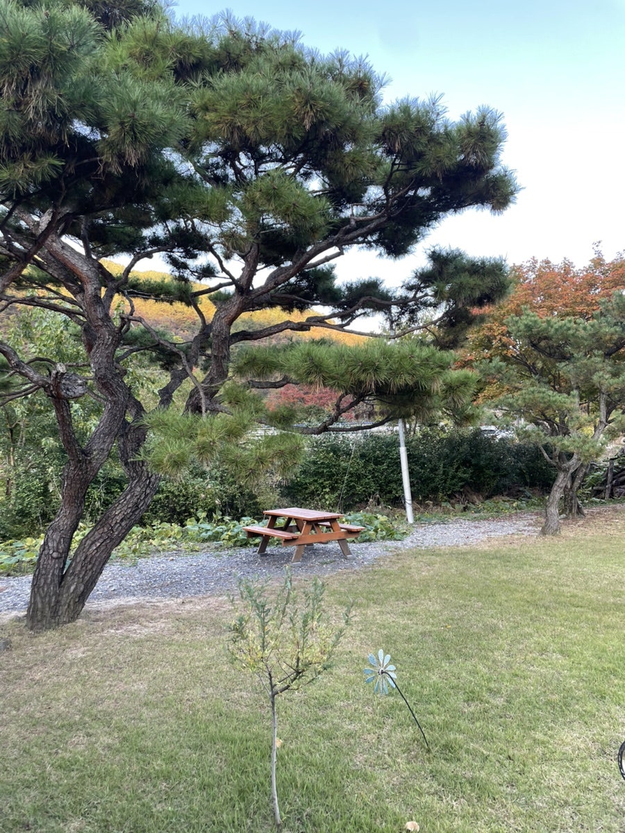 단별채 사진 6