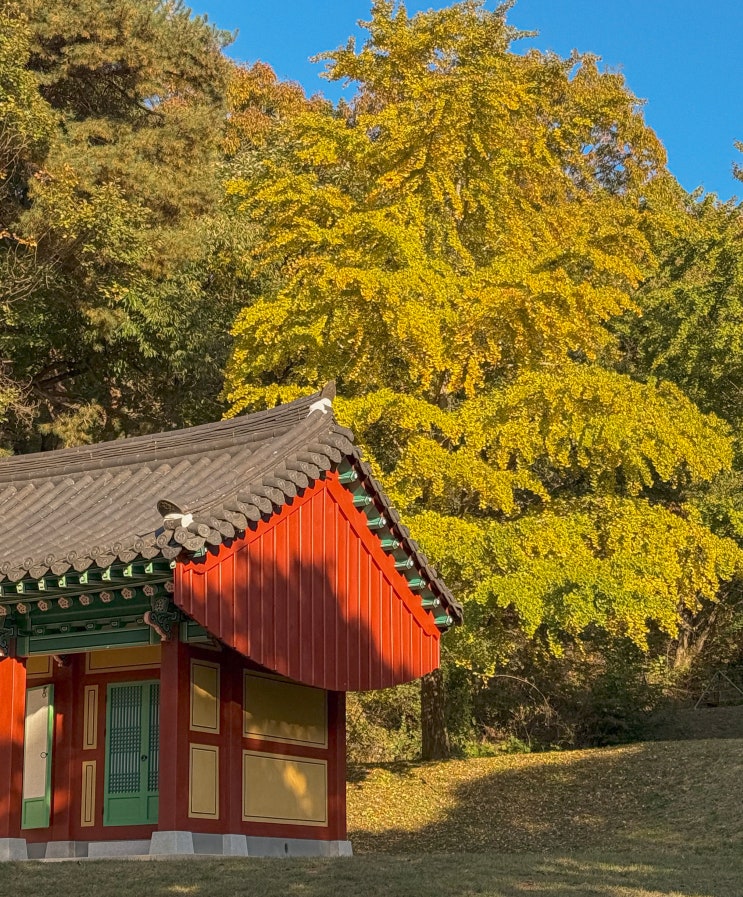  경기도 단풍 명소 파주 이이유적 자운서원 가을 은행나무 구경