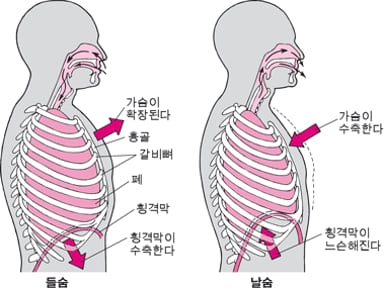 호흡기 계통의 방어 기전