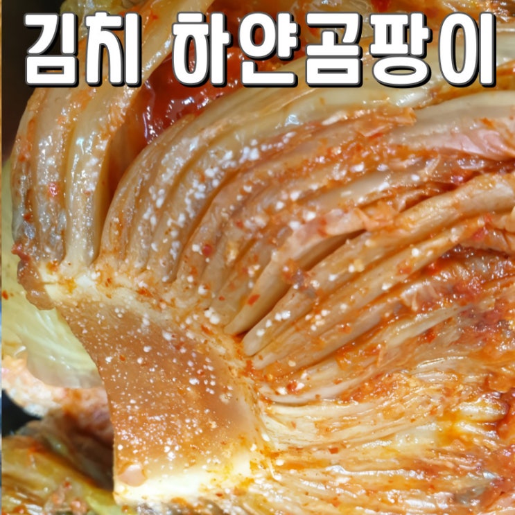 김치 하얀 곰팡이 안심하고 드시기 전에
