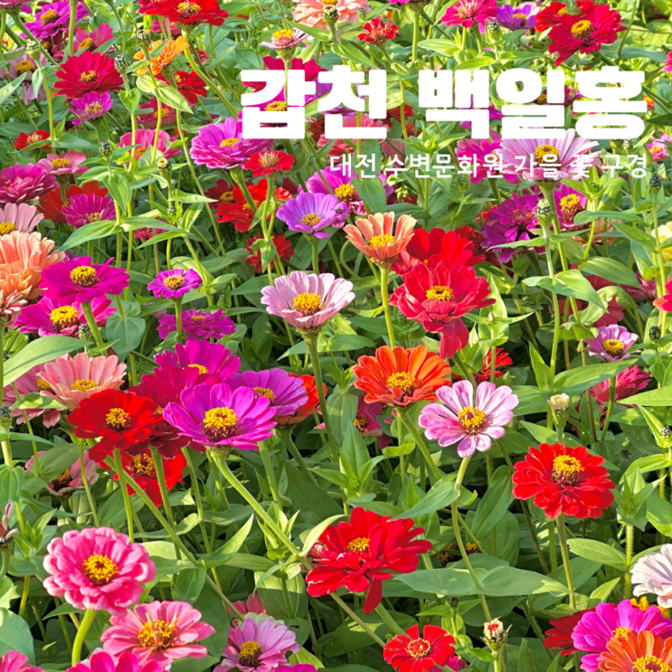  대전 갑천수변공원 꽃구경 백일홍 현재 대전에서 가장 예쁜 곳 주차 현상황