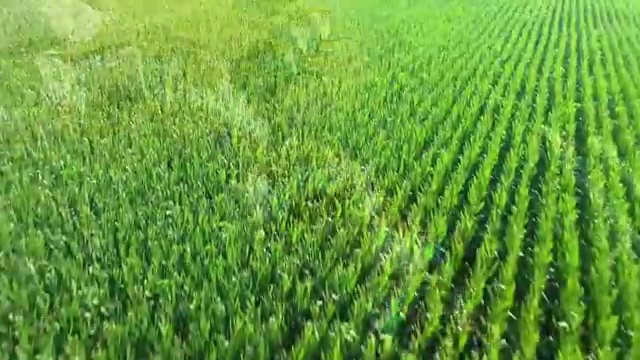  동탄 강아지 운동장 반려견운동지도사자격증 합격한 후기 , 합격률과 난이도