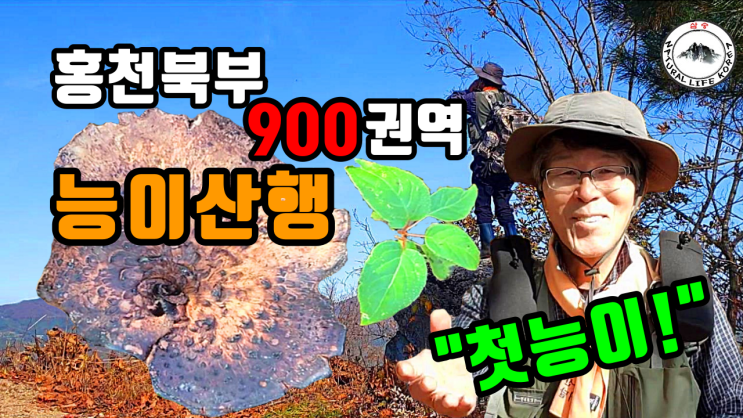 10월말 홍천북부 900권역 능이산행