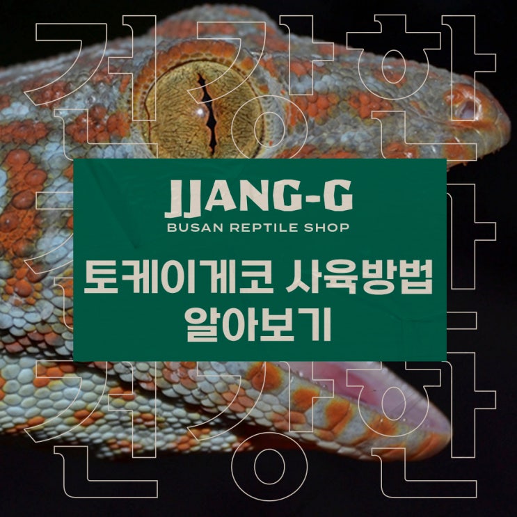  토케이 게코 파충류 키우기 먹이 사육 방법 알아보기