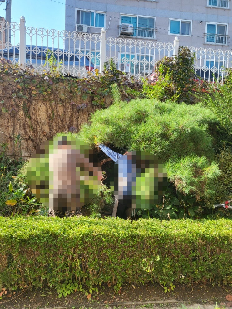  10월 조경 동아리 교수님과 함께 주말 가지치기 전정 체험