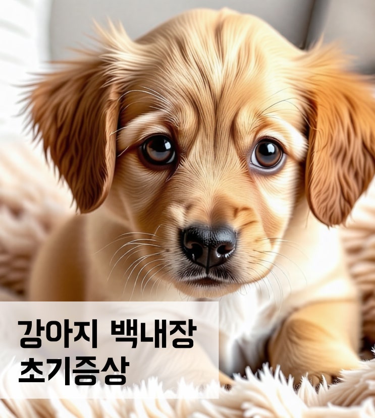  강아지 백내장 초기증상 및 해결방안
