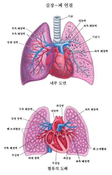 산소와 이산화탄소 교환