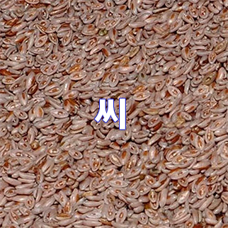  (인디샘) 인도 실리엄 허스크/이삽골/차전자피의 형태 별 공장 가격/수출 가격/도매 가격 알아보기