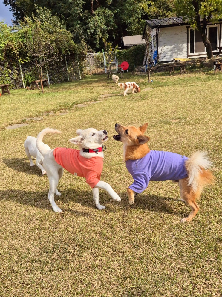  분당강아지호텔 :) 넓은 천연잔디 운동장에서 뛰어놀자~ RADDOG 