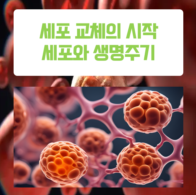  우리 몸의 세포 교체 주기와 그 과정 : 건강 유지의 비밀