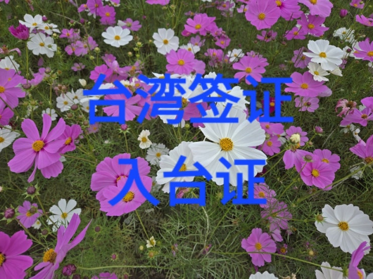  중국인 대만비자 / 在韩中国人申请台湾入台证