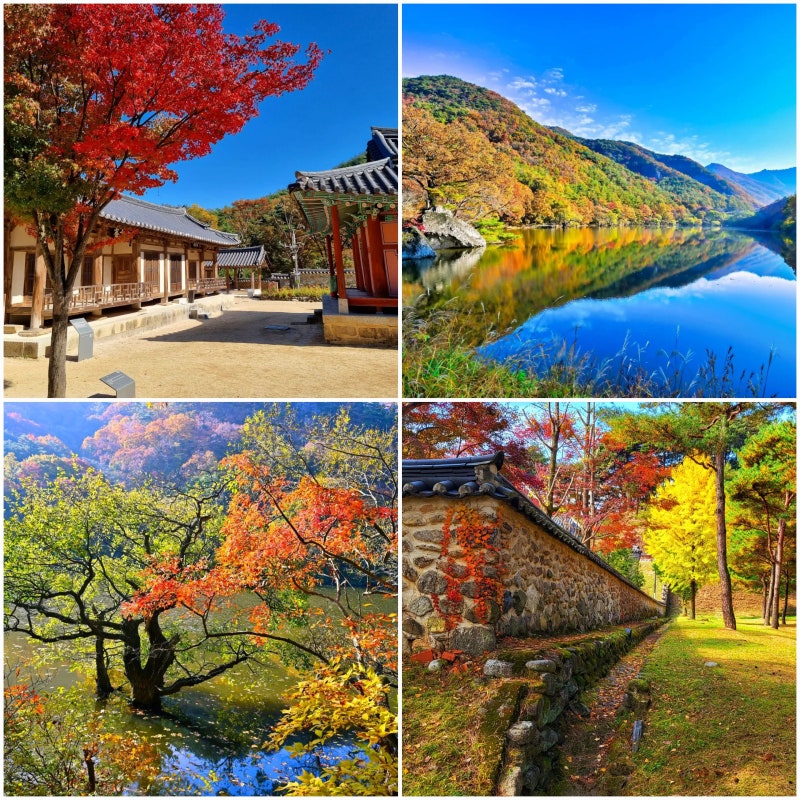 경북 단풍명소 청송 주산지 영주 소수서원 선비촌 대구 팔공산 케이블카