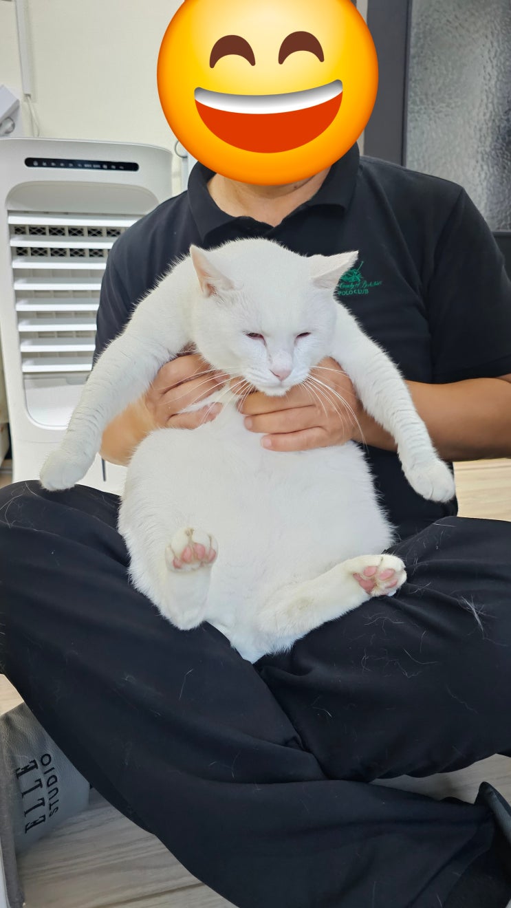  옥수 쉼터가 철거되어 옥수는 급하게 입원호텔링을 하게 되었고, 퇴실후 다시 고양이 전용 호텔에 장기 투숙하게 되었다 : 천안 포레스트캣호텔 장기 투숙