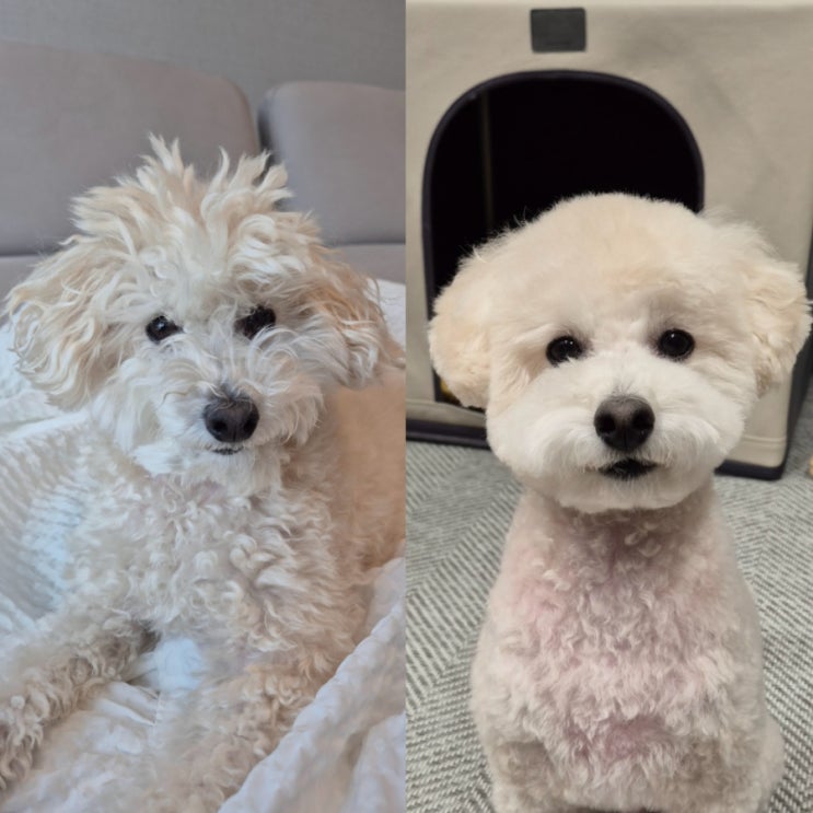 김해애견미용 강아지풀 스트레스최소화 미용 받고 왔어요