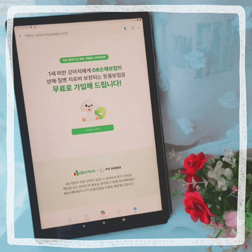  펫보험, 새끼강아지 입양했다면 필요한 무료 애견 강아지보험